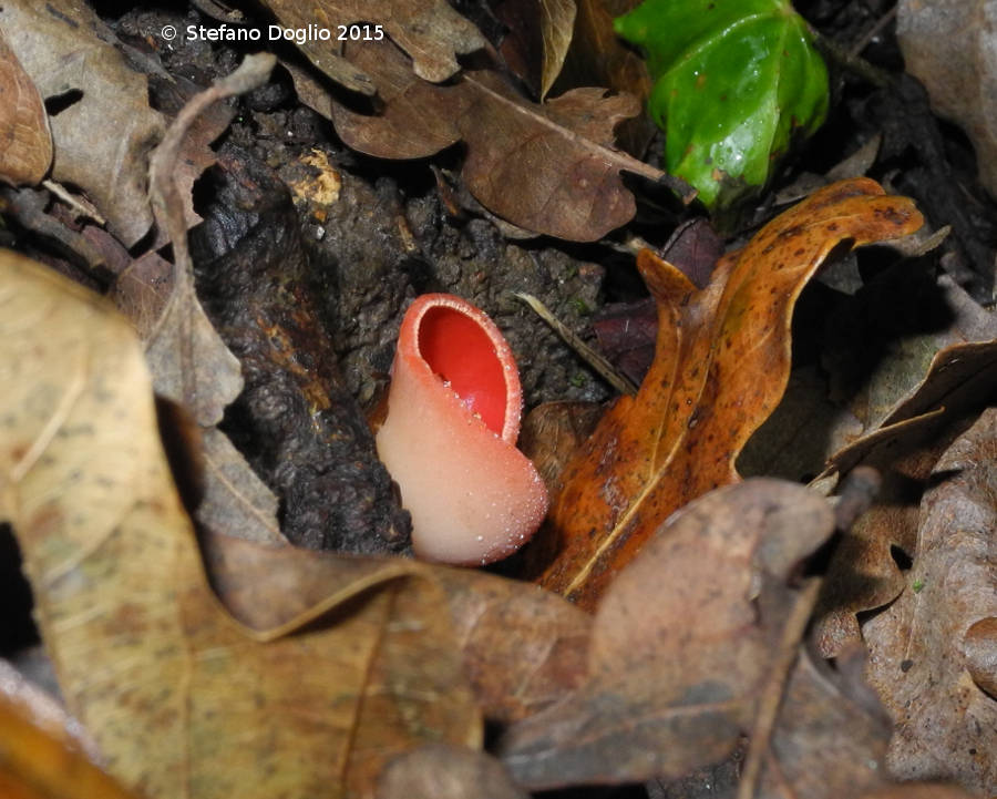 RN Macchia di Gattaceca e Macchia del Barco